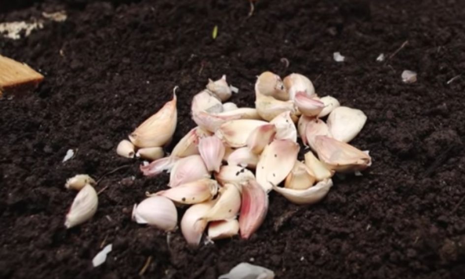 Knoflook kweek je gemakkelijk zelf dankzij deze handige tip