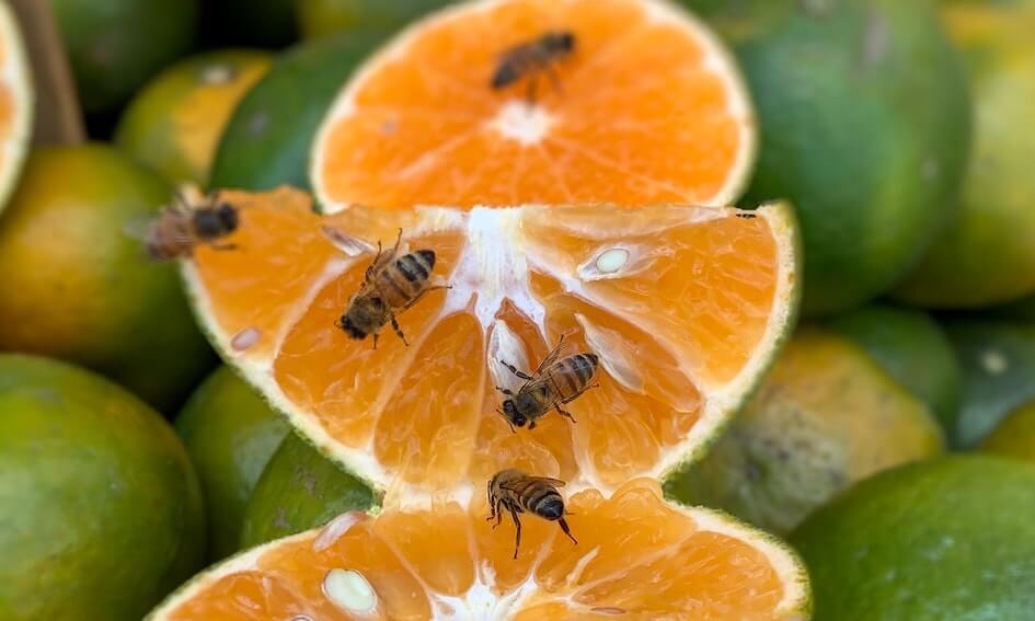 Insecten in je eten het komt vaker voor dan je verwacht Insecten in je eten het komt vaker voor dan je verwacht